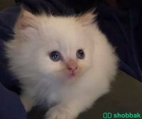 قطط ايناث للبيع  Shobbak Saudi Arabia