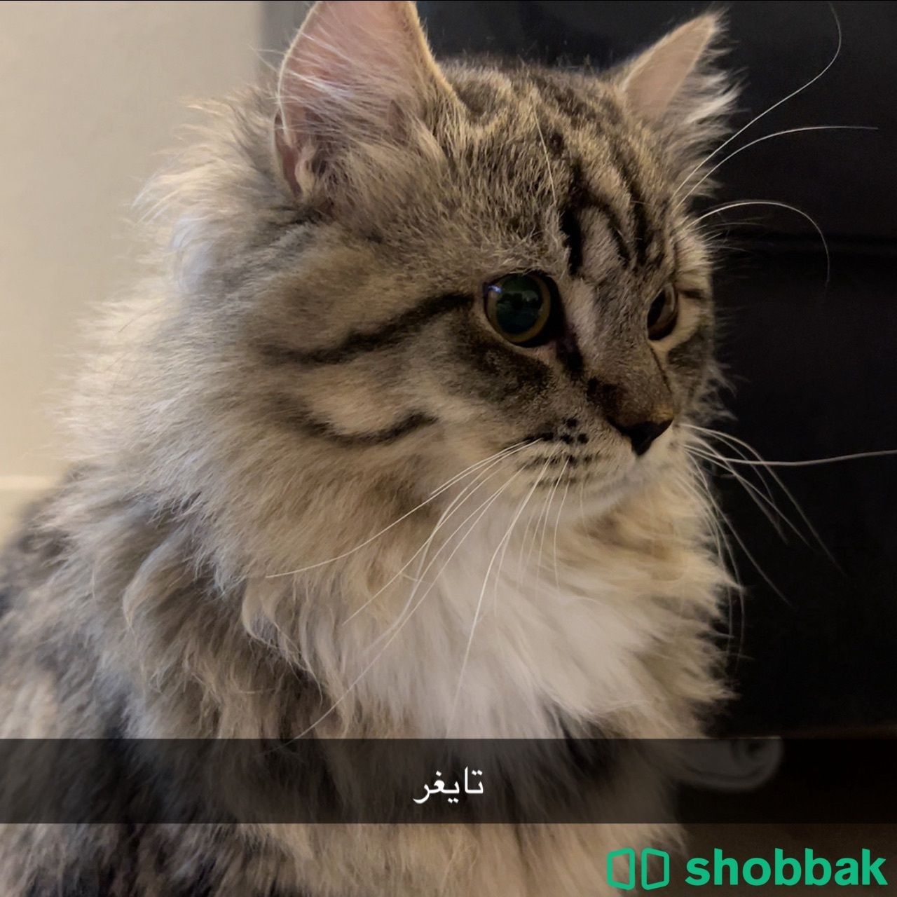 قطط بالاحساء شباك السعودية