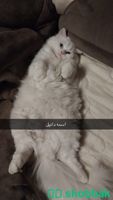 قطط بالاحساء Shobbak Saudi Arabia