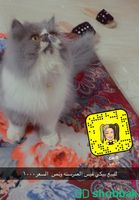 قطط بيكًي فيس  Shobbak Saudi Arabia