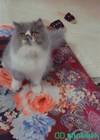 قطط بيكًي فيس  Shobbak Saudi Arabia