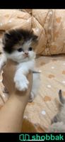 قطط بيكي فيس بيرشن Shobbak Saudi Arabia