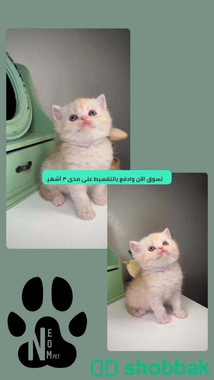 قطط تابي قطط تمارا قطط للبيع  في السعودية قطط سكوتش فولد Shobbak Saudi Arabia