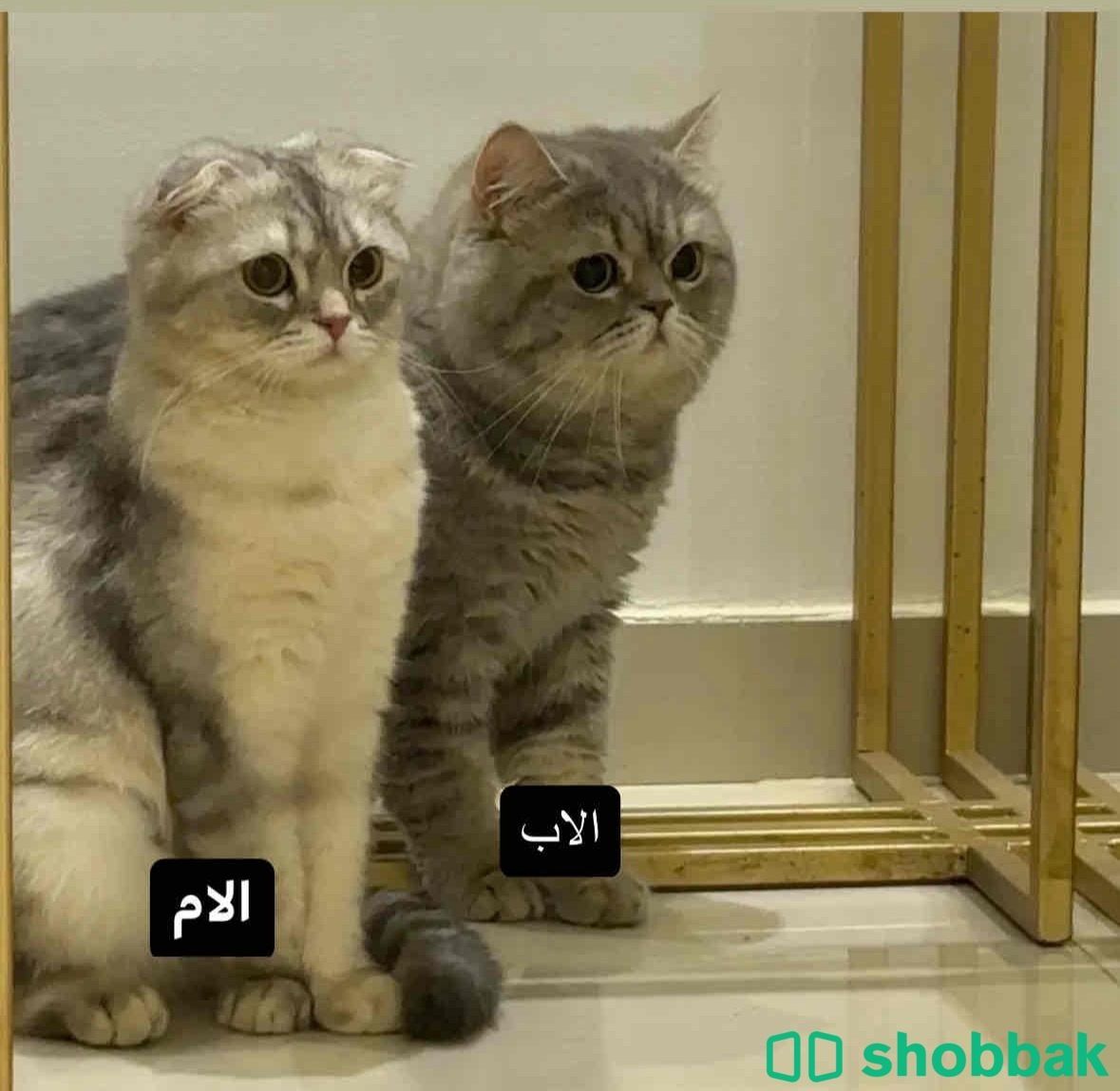قطط سكوتش فولد للبيع Shobbak Saudi Arabia