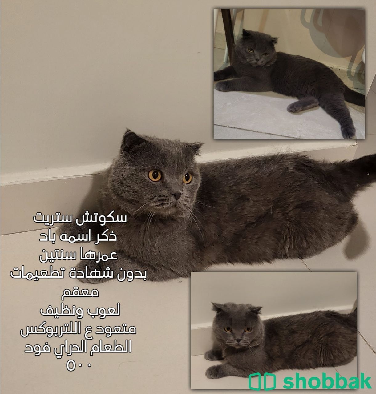 قطط سكوتش فولد للتسليم الفوري في مكه  Shobbak Saudi Arabia