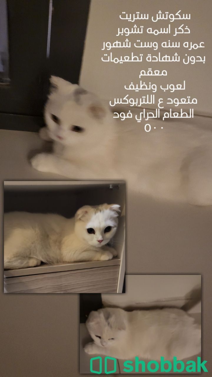قطط سكوتش فولد للتسليم الفوري في مكه  Shobbak Saudi Arabia