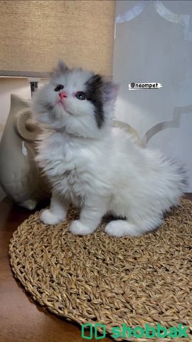 قطط شهرين ذكر و انثى قطط للبيع كيتن شباك السعودية