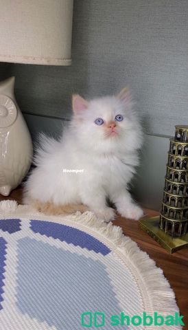 قطط شهرين ذكر و انثى قطط للبيع كيتن Shobbak Saudi Arabia