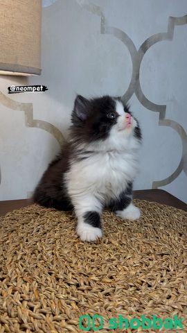 قطط شهرين ذكر و انثى قطط للبيع كيتن Shobbak Saudi Arabia
