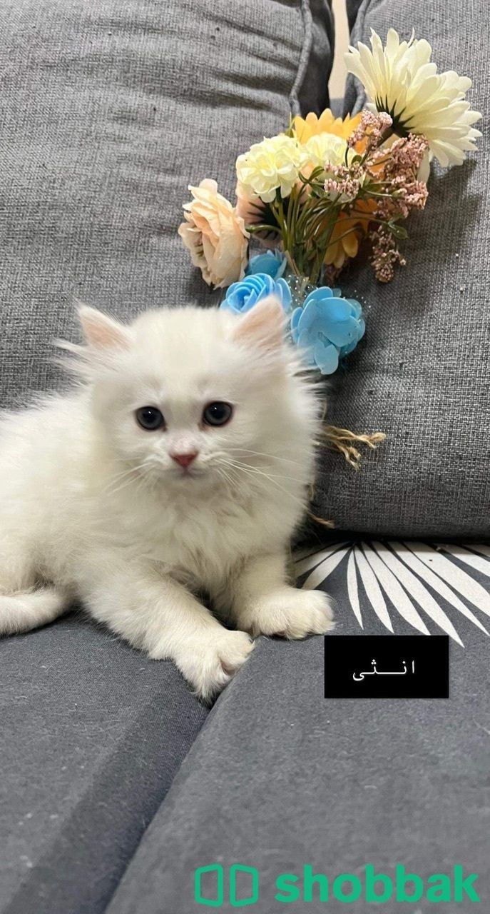 قطط شيرازي  Shobbak Jordan