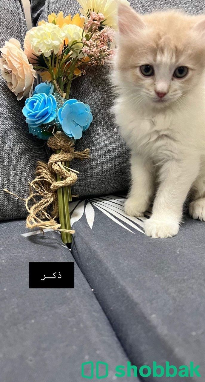 قطط شيرازي  Shobbak Jordan