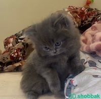 قطط شيرازي شباك السعودية