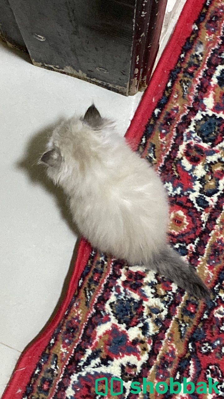 قطط شيرازي للبيع شباك السعودية