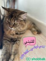 قطط شيرازي للتبني برسوم Shobbak Saudi Arabia