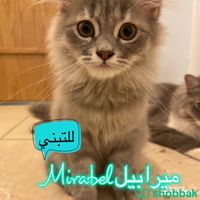 قطط شيرازي للتبني برسوم Shobbak Saudi Arabia