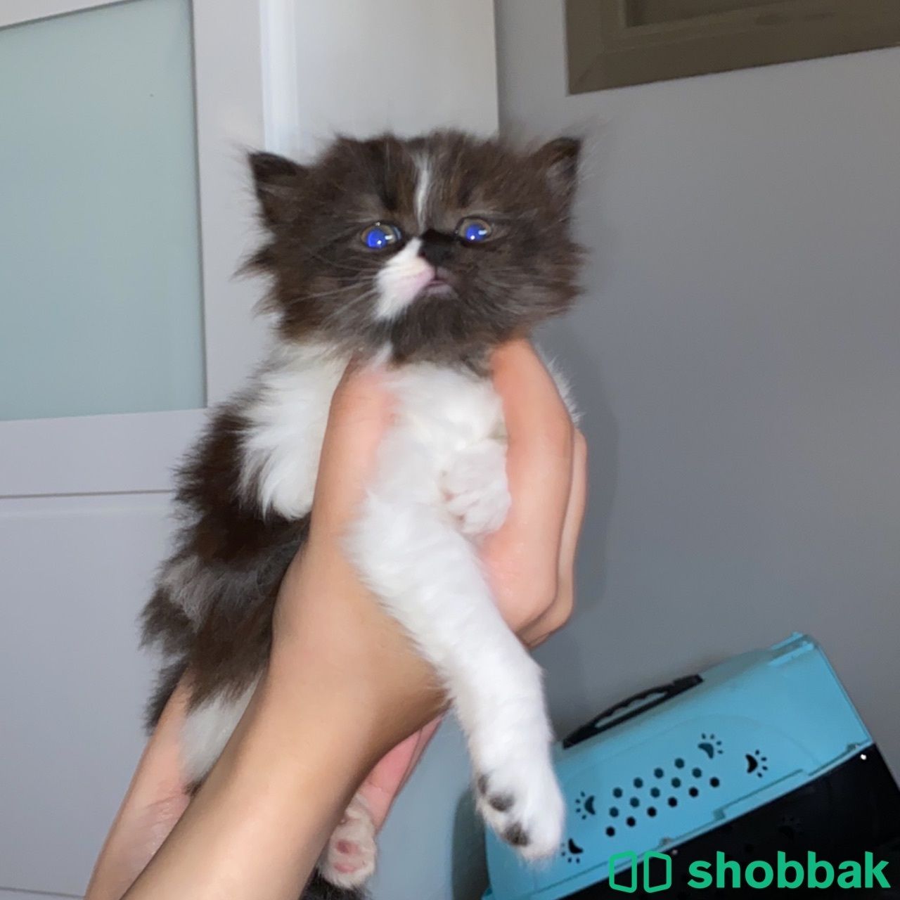 قطط شيرازي مع هملايا للبيع  شباك السعودية