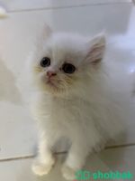 قطط شيرازية للبيع هاف بيكي Shobbak Saudi Arabia