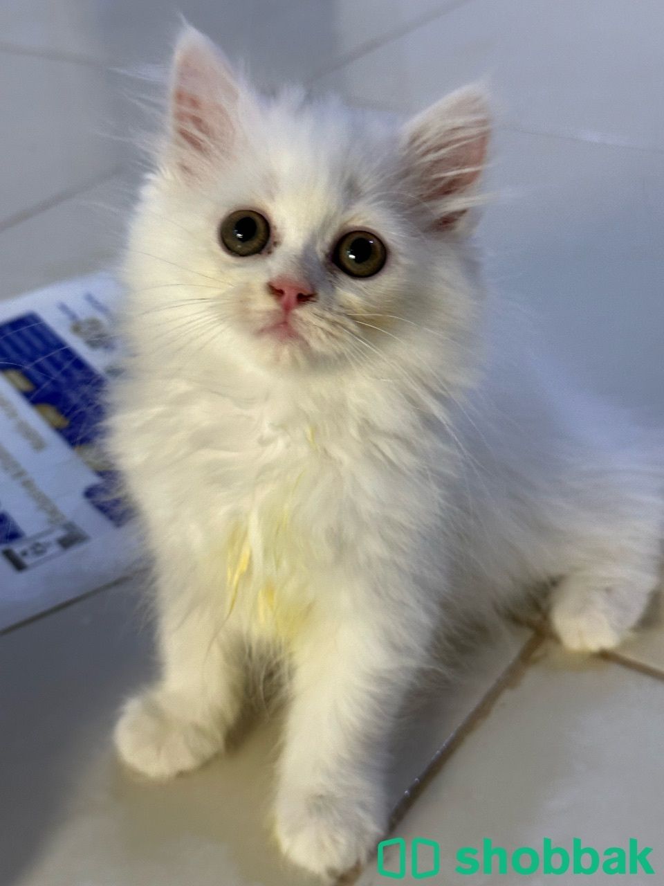 قطط شيرازية للبيع هاف بيكي Shobbak Saudi Arabia