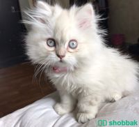 قطط شيرازية مميزة للبيع Shobbak Saudi Arabia