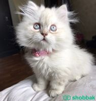 قطط شيرازية مميزة للبيع شباك السعودية