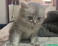 قطط شيرازيه للبيع في الطائف Shobbak Saudi Arabia