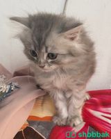 قطط شيرازيه للبيع في الطائف Shobbak Saudi Arabia