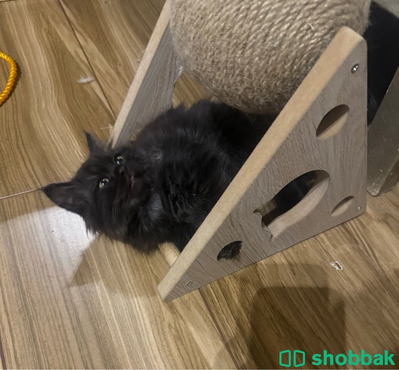 قطط صغيرة للبيع  Shobbak Saudi Arabia