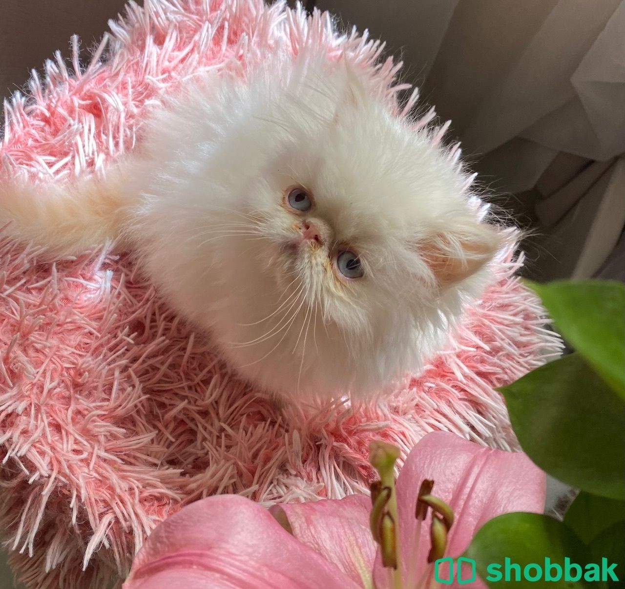 قطط صغيرة للبيع Shobbak Saudi Arabia