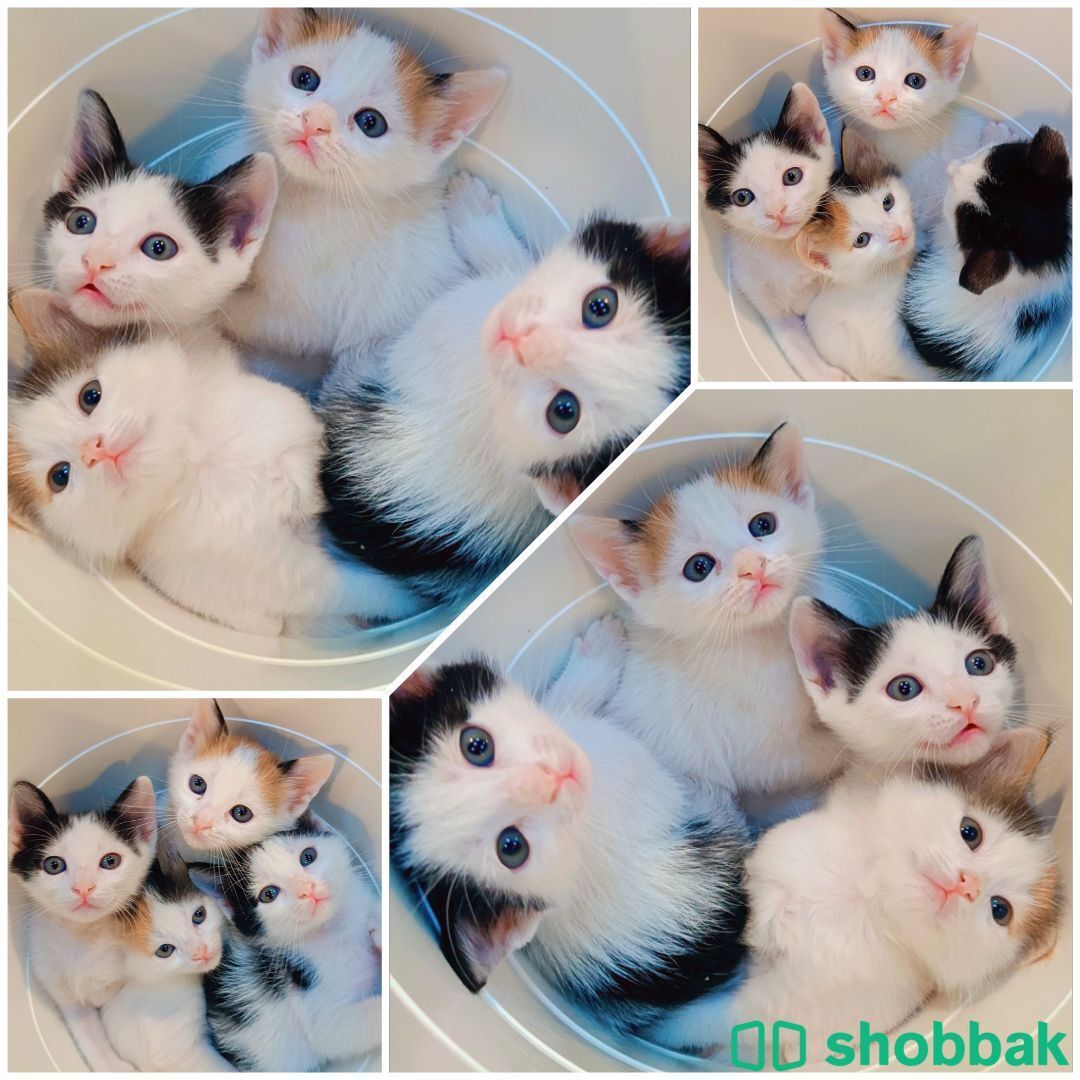 قطط صغيرة للتبني Shobbak Saudi Arabia