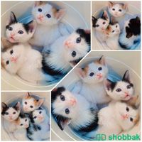 قطط صغيرة للتبني Shobbak Saudi Arabia