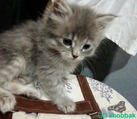 قطط صغيره  Shobbak Saudi Arabia