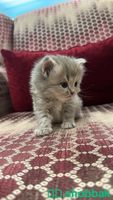 قطط صغيره Shobbak Saudi Arabia
