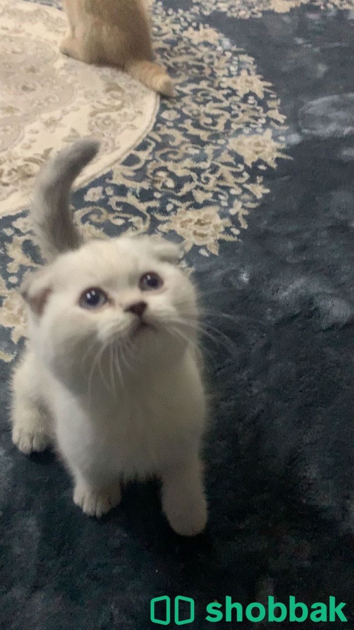 قطط صغيره فلود Shobbak Saudi Arabia