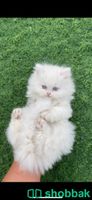قطط صغيره للبيع  Shobbak Saudi Arabia