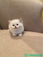 قطط صغيره هملايا وشيرازي شباك السعودية