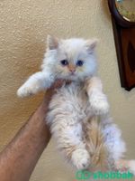 قطط صغيره هملايا وشيرازي شباك السعودية