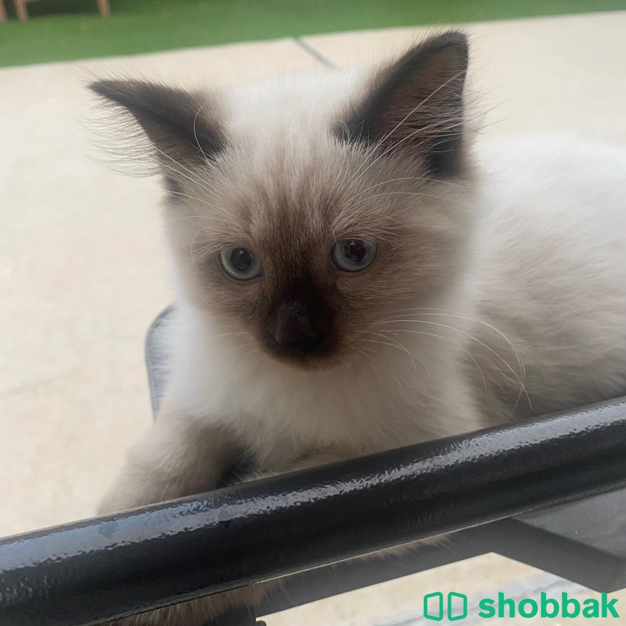 قطط صغيره وثنتين كبار للتبني بدون مقابل طب وتخير 🎊الدمام🎊 Shobbak Saudi Arabia