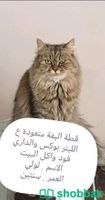 قطط كبيرة للتبني Shobbak Saudi Arabia