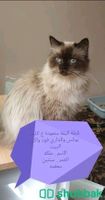 قطط كبيرة للتبني Shobbak Saudi Arabia