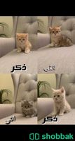 قطط كيتن Shobbak Saudi Arabia