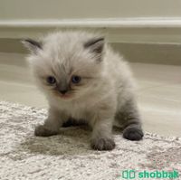 قطط كيتن للبيع  Shobbak Saudi Arabia