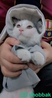 قطط كيتنز للبيع Shobbak Saudi Arabia