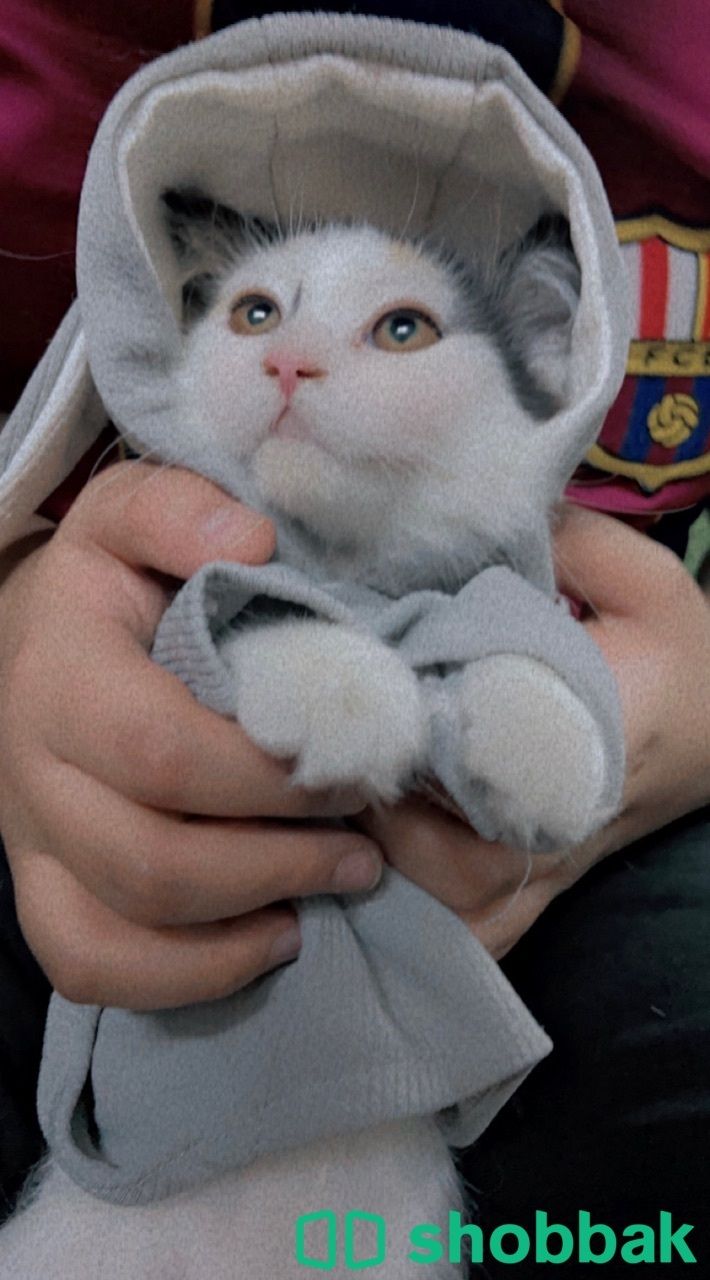 قطط كيتنز للبيع Shobbak Saudi Arabia
