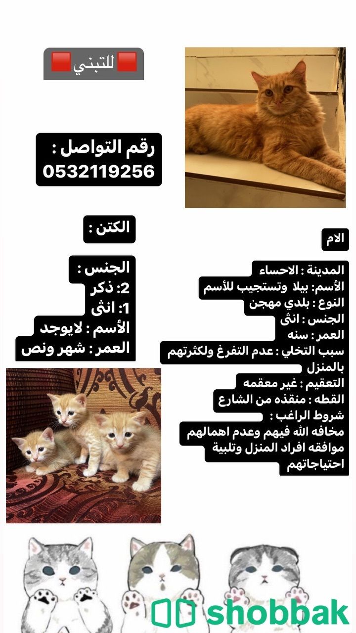 قطط لتبني Shobbak Saudi Arabia
