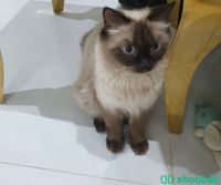 قطط للبيع Shobbak Saudi Arabia