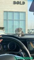 قطط للبيع شباك السعودية