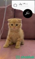 قطط للبيع  Shobbak Saudi Arabia