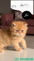 قطط للبيع  Shobbak Saudi Arabia