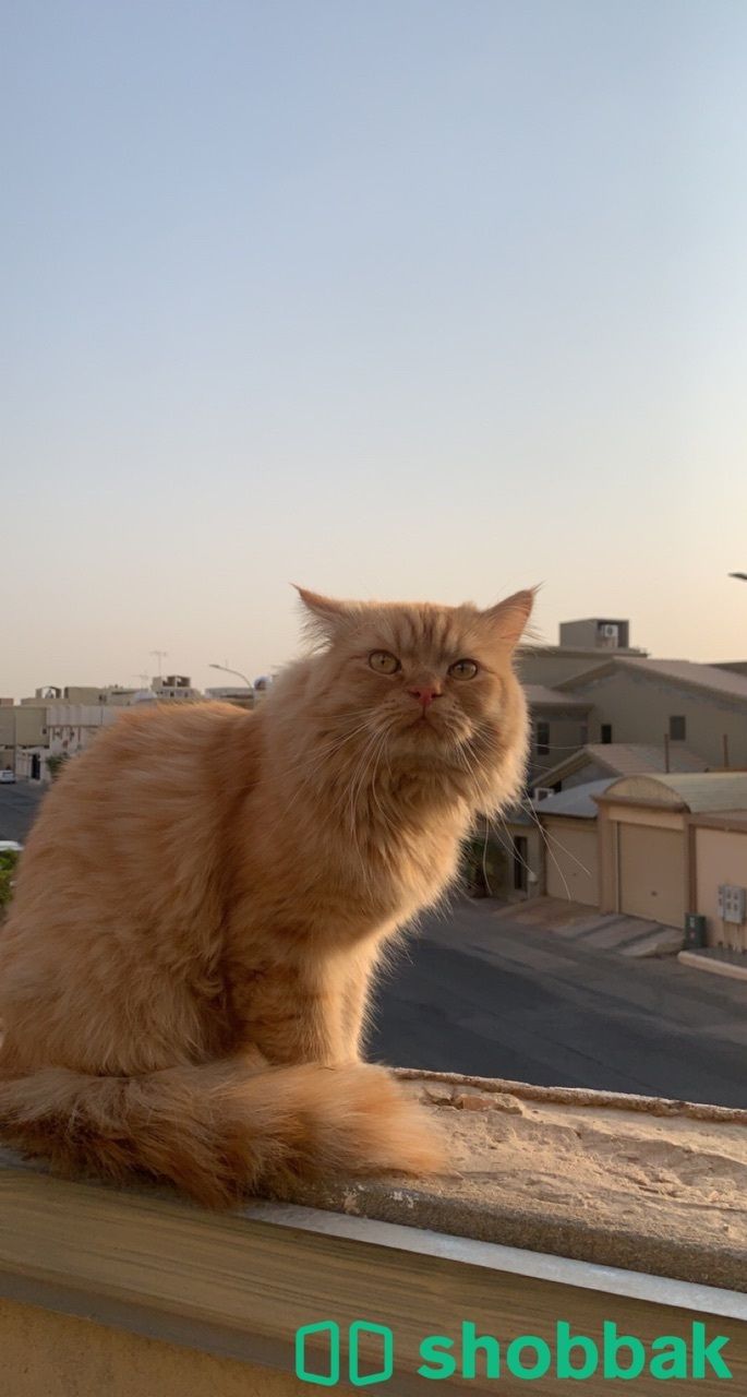 قطط للتبني  Shobbak Saudi Arabia