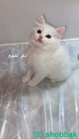 قطط للبيع شباك السعودية